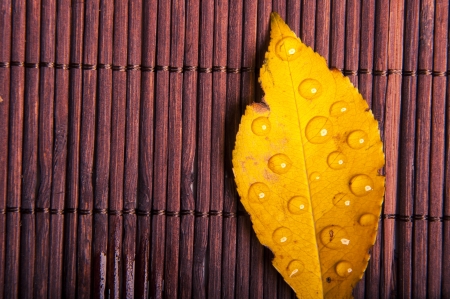 An image of autumn leavesの写真素材