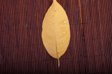 An image of autumn leavesの写真素材