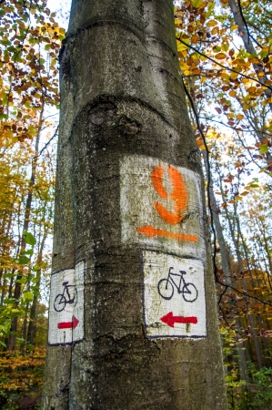 An image of sign in the forestの写真素材