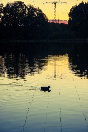 An image of Duck at the lakeの写真素材
