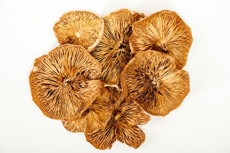 An image of dry mushrooms の写真素材