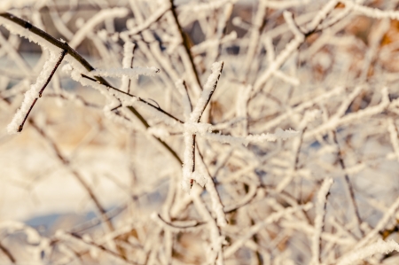 an image of winter scenery, trees covered by snowの写真素材