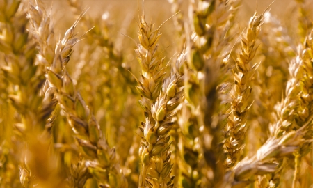 An image of wheat cornの写真素材