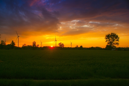 An image of wheat corn