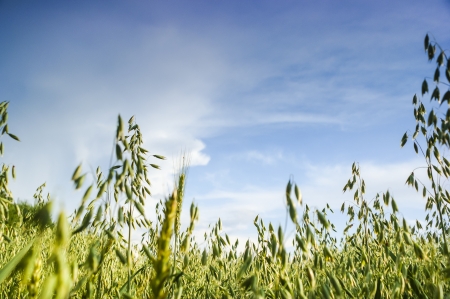 An image of wheat cornの写真素材