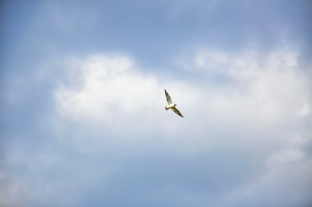 An image of Seagull on the beach