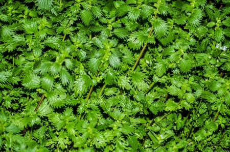 An image of wheat cornの写真素材