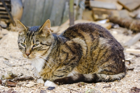 An image of homeless catの写真素材