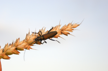 An image of Insect on wheat earの写真素材