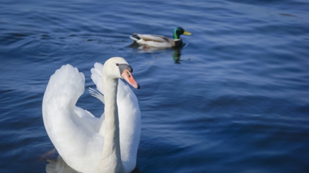 An image of Swan on the lakeの写真素材