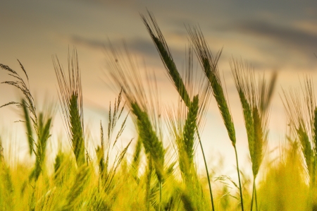 An image of wheat cornの写真素材