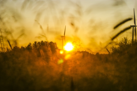 An image of wheat cornの写真素材