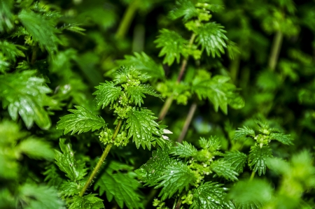 An image of wheat cornの写真素材