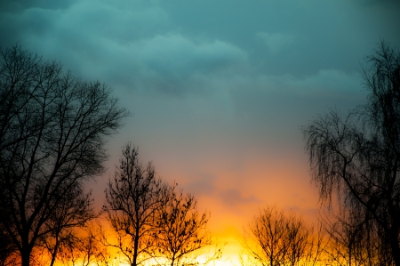 An image of tree silhouette during amazing sunsetの写真素材