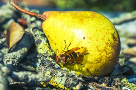 An image of many wasp eaten mature pearの写真素材