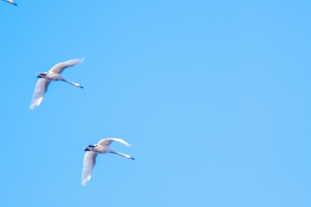 An image of geese migration over the skyの写真素材