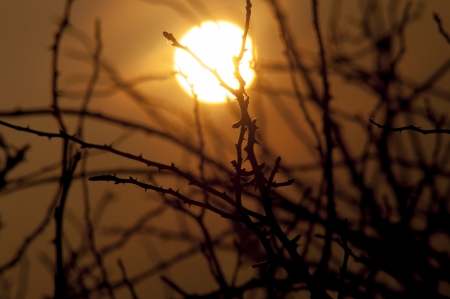 An image of tree at duskの写真素材