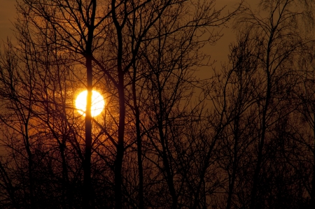 An image of tree at duskの写真素材