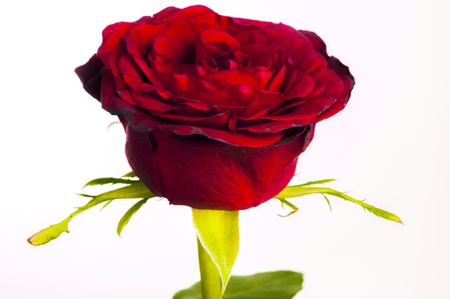An image of red rose close upの写真素材