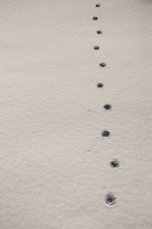 An imgae of winter footprintの写真素材
