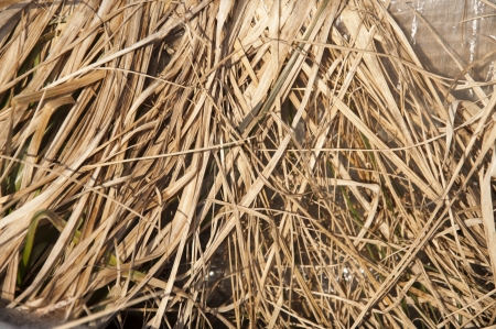An image of dried grass in winterの写真素材