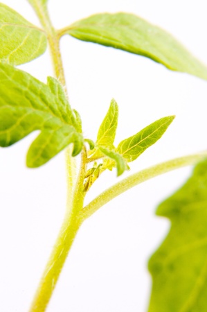 An image of young tomato plantの写真素材