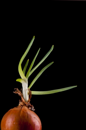 An image of onion leaves in glassの写真素材