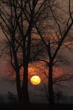 An image of tree at duskの写真素材