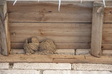 An image of bird nest under barn roofの写真素材