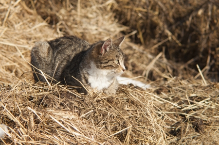 An image of funny cat outdoorの写真素材