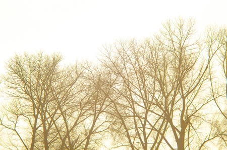 An image of tree at duskの写真素材