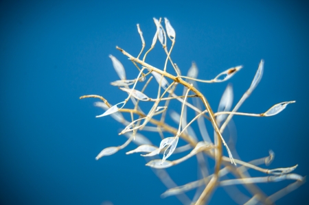 An image of dried grass in winterの写真素材