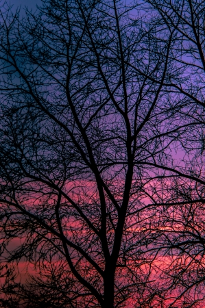 An image of tree in winterの写真素材