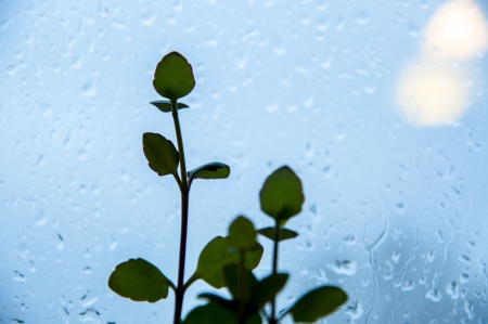 A \n image of flower leavesの写真素材