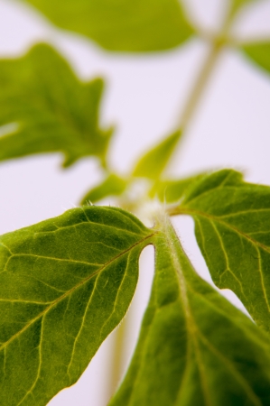 An image of young tomato plantの写真素材