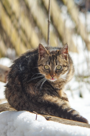 An image of funny cat outdoorの写真素材