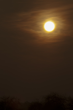 An image of tree at duskの写真素材