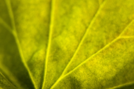 An image of green leaf cloe up