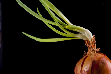 An image of onion leaves in glassの写真素材