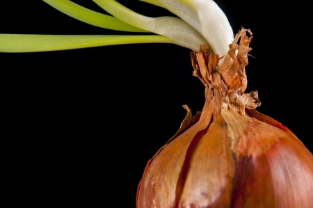 An image of onion leaves in glassの写真素材