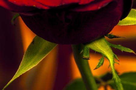 An image of red rose close upの写真素材