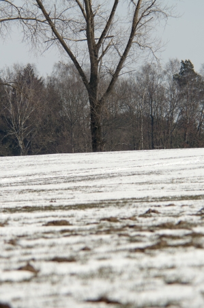 An image of tree in winterの写真素材