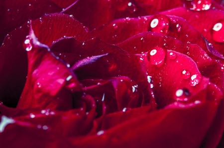 An image of red rose close upの写真素材
