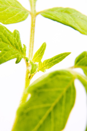 An image of young tomato plantの写真素材