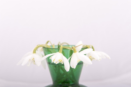 An image of Snowdrop in green vase. Galanthus nivalis