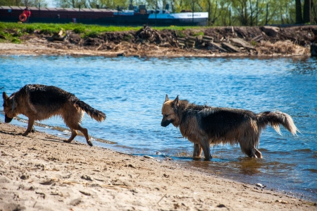 dog swimming in the lakeの写真素材