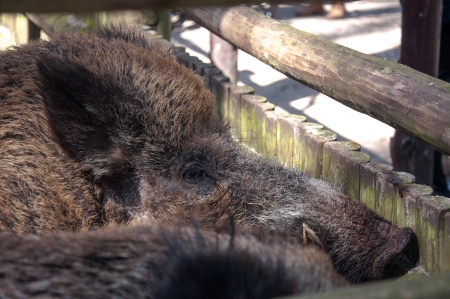 Boar farm demonstration in Poland