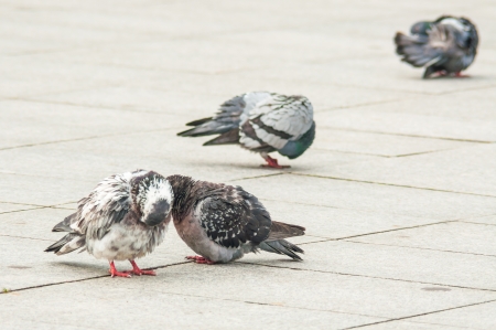 urban pigeon eating bread scattered with touristsの写真素材
