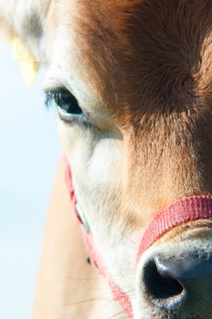 Jersey cow grazes in a meadowの写真素材