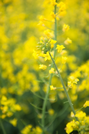 blooming canola in the fieldの写真素材